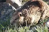 Castor canadensis, 'North American beaver'