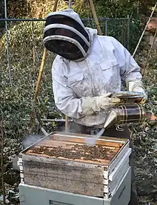 Smoking the hive