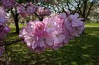 Prunus × sieboldii 'Beni-yutaka'. One of the cultivars selected for the British Award of Garden Merit.