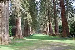 The avenue of Giant Redwoods at Benmore