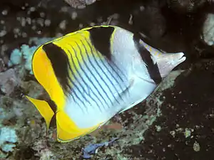 Blackwedged butterflyfishChaetodon (Rabdophorus) falcula