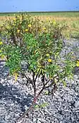 Bidens kiribatiensis on Starbuck Island