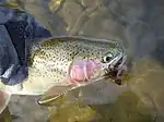 Rainbow Trout