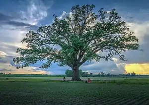 The Bug Bur Oak Tree in the Missouri River bottoms