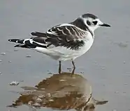 Juvenile; Yyteri, Pori, Suomi - Finland