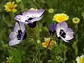 Gilia Tricolor