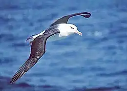 Black-browed albatross in flight