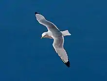 In flight, Heligoland, Germany