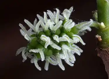 Female catkins