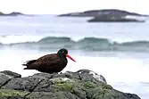 Black oystercatcher in Pacific Rim National Park