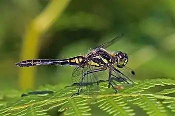 Image 5Sympetrum danaePhotograph credit: Charles J. SharpSympetrum danae, the black darter or black meadowhawk, is a species of dragonfly found in northern Europe, Asia, and North America. Both sexes are black and yellow, but the abdomen of the male is largely black while that of the female is largely yellow. Breeding takes place in shallow acidic pools, lake margins and ditches in lowland heaths and moorland bogs. The female lays her eggs during flight by dipping the tip of her abdomen into the water. The eggs hatch the following spring, the larvae developing very rapidly and emerging as adults in as little as two months. The male seen here is perched on a frond of bracken on Warren Heath in Hampshire, England.More selected pictures