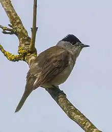 A grey bird with a black cap and an open bill