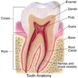 How the roots of the teeth, gums, and alveolar bone are related