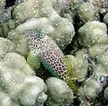 Blenny in Kona, Hawaii