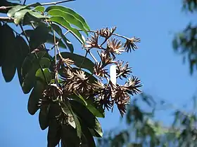 At Kewarra Beach, Queensland