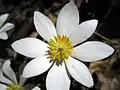 White petals and yellow stamens