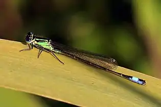 Immature male