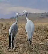 Greyish-blue crane with white forehead