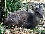 Blue duiker