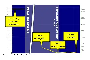 Diagram showing blue whale population trend through the 1900s