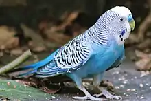 Blue Australian parakeet