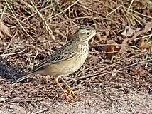 Blyth's pipit