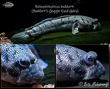 Boleophthalmus boddarti (Blue-Spotted Mudskipper)