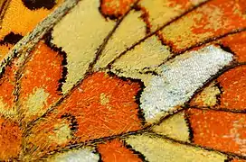 Close-up of wing scales