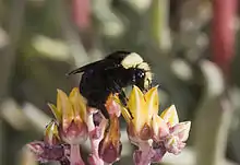 Orange-yellow flowers with a Yellow-Faced Bumble Bee (Bombus vosnesenskii) pollinator