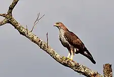 Bonelli's eagle