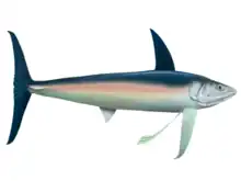 Life restoration of Bonnerichthys