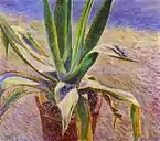 Agave, 1897