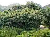 A Brabejum thicket growing on the slopes of Table Mountain.