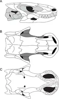 Skull of the molgophid Brachydectes