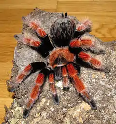 Brachypelma boehmei