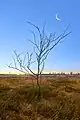 Birch in the Fens