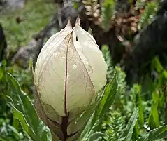 Brahma Kamal (Saussurea obvallata)