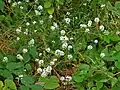 Plants of Lobularia maritima