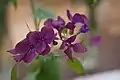 Honesty Lunaria annua