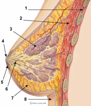 The image shows the cross-section of the woman breast. The milk duct (Lactiferous duct) is indicated by number 6 in the image. The blockage of milk ducts will cause nipple and breast pain in breastfeeding.