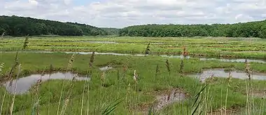 Salt marsh in East Lyme