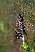 Female Brixia albomaculata showing wax filaments (India)