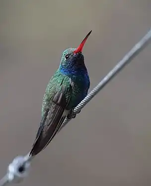 Adult male C. latirostris