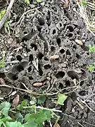 Photo of Brood X Cicada Nymphs emerging from holes in the ground in Druid Hill Park, Baltimore, Maryland