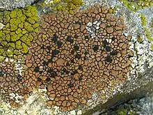 Brown tile lichen found on Frazier Mountain, Los Padres National Forest, Southern California