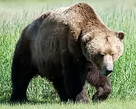 brown bear