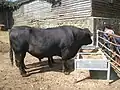 A bull currently eating.