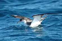 Buller's shearwater on sea surface