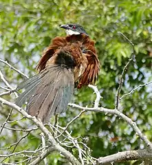 Sunning and preening with exposed uropygial gland