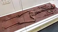 Reconstruction of burial No. 132 of the Oleneostrovsky burial ground (Yuzhni Oleny island, Lake Onega). Exhibit of the National Museum of the Republic of Karelia.